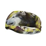 Alaskan Malamute Bokeh Mascotas Perros Lindo, Banda para el Sudor Deportiva para Diademas múltiples Unisex Diademas para el Sudor Diademas elásticas para el Cabello