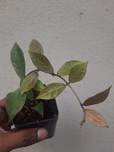 Image of greEen Earth Hoya Rebeca Small Plant ONE Piece