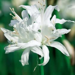 ダイヤモンドリリー➕サマーラブ（ホワイト） 四季咲きアガパンサス・サマーラブ 『ホワイト』 コンパクト品種