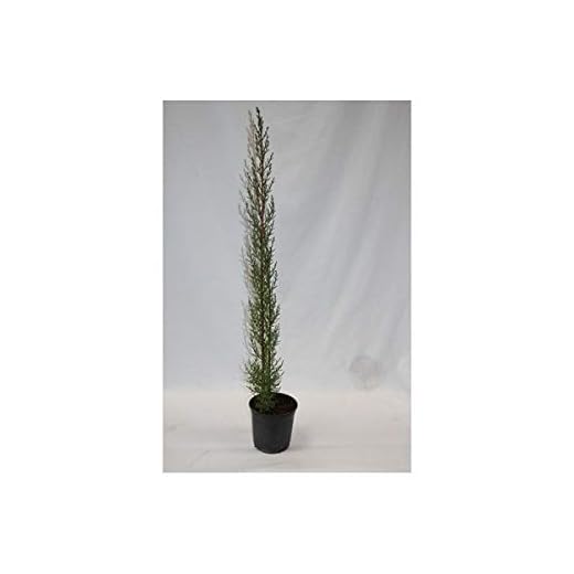 Ciprés 60-125 cm (Maceta 15 cm ø) - Planta Natural