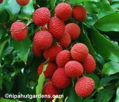 Fresh Lychees (2lb)