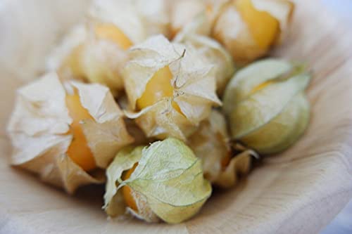 Ground Cherry Fruit Seeds Cape Gooseberry 100 Seeds #TOP2