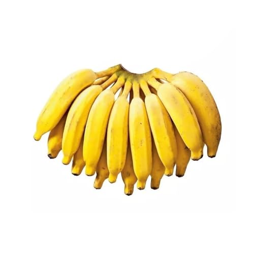 Genérico, Muda de Banana Prata 20 a 40cm AMK - Plantas Online