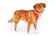 Belka Harness Adjustable Neck Red 3XL