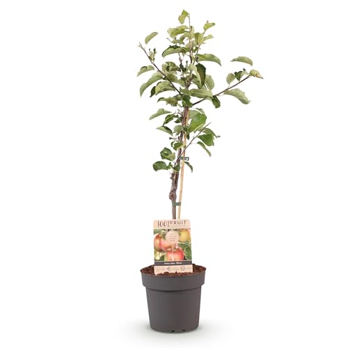 GreenboutiQ - Plante fruitière - Pommier - Malus domestica Elstar - Pomme rouge verte - Pot 21cm Hauteur 90cm