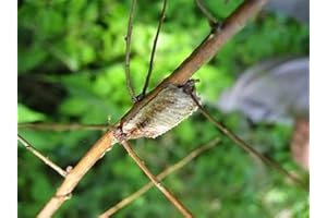 Carolina Mantis Egg Case: American-Sourced Natural Pest Control