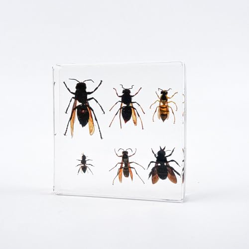 ̍̕W{AȊw̋̕W{̂߂̎̓̔̃̕Lbg (I̕W{)