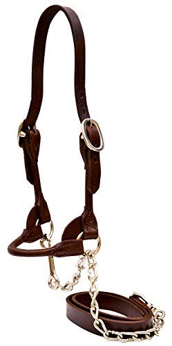 Licol rond pour bétail laitier de haute résistance Weaver Leather pour grands bovins