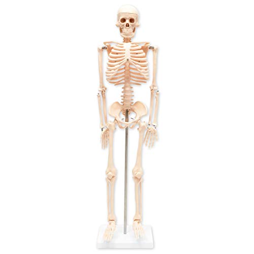 Human Skeleton Model for Science Classrooms (33.5 in, White)