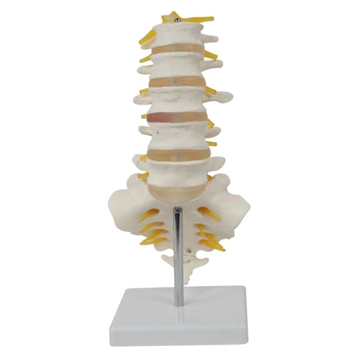 Modelo de columna vertebral en PVC de alta simulación con nervios anatómicos detallados