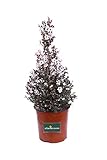 eGarden.store