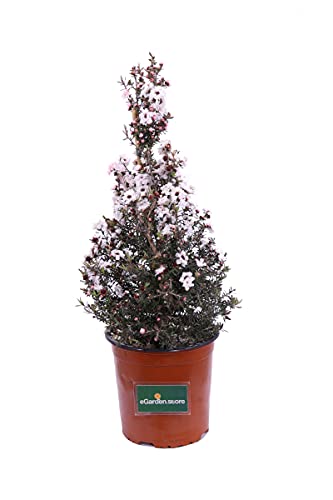 Pianta di Leptospermum Scoparium Pianta di Manuka pianta da esterno pianta ornamentale pianta in vaso di Leptospermum pianta vera di Manuka venduta da eGarden.store (Bianco)