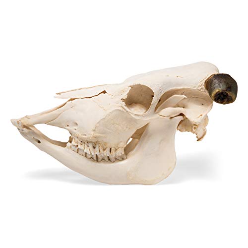 Image of 3B Scientific GmbH T300151w Cow Skull, w. Horns