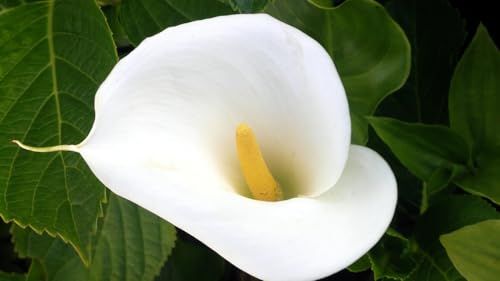 Image of Live Arum Lily Plant with Pot | Indoor Outdoor Flowering Plant for Home Garden | Decorative Air Purifying Live Plant for Living Room Balcony Office