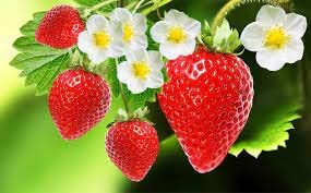 MARINE TREE Strawberry Fruit Live Plant Rapped With Plastic Cover Pack of 1 (B0B8JN2NPG) Amazon Price History, Amazon Price Tracker