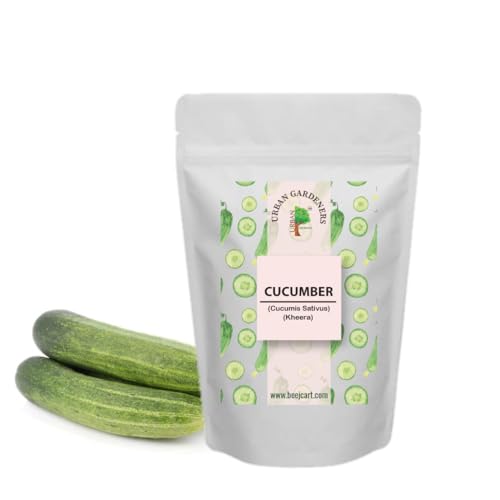 CUCUMBER SUMMER SEEDS 100 Seeds Organic Seeds Non-GMO Quick Growth