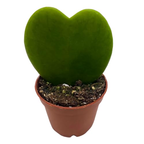 BubbleBlooms Green Hoya Kerrii Heart in a 2 inch Pot