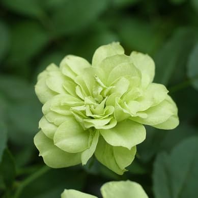 希少カラー 目地染 イビサ クロコダイル マット ミニボストン バニラ グリーン 希少カラー 目地染 イビサ クロコダイル マット ミニボストン バニラ