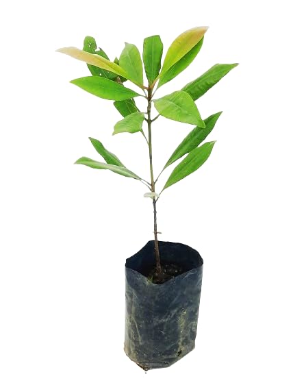 MANISHAS DAFFODILS Exotic Clove plant, Lavang, Laung (Syzygium aromaticum) 1 Healthy Live Plant in Grow Bag (B0BXFJK6PX) Amazon Price History, Amazon Price Tracker