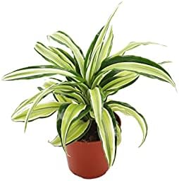 Dracaena Lime Dragon Malika- 4'' from California Tropicals