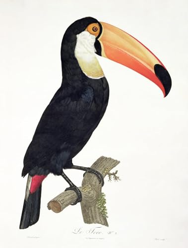 Pintura famosa tucán de Jacques Barraband impresión artística de alta gama