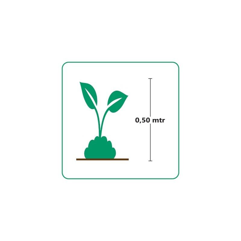 25 x Lavendel Essence Purple – Lavandula angustifolia 'Essence Purple' – Winterharte Duftpflanze im 1L Topf (10-20 cm Höhe) – Mehrjährig & Bienenfreundlich