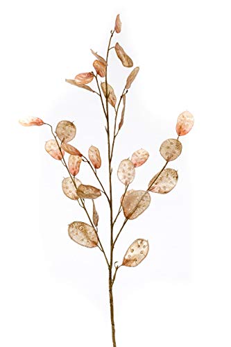 artplants.de Rama de lunaria Decorativa BUELNA, marrón Claro, 105cm - Lunaria Artificial - Planta Falsa