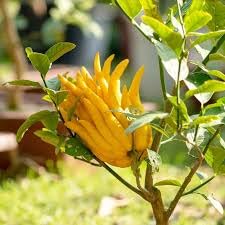 Hidden Enterprise Special One Healthy Testy And Sweet Buddhas hand Lemons Plant.For Home Garden Outdoor And Indoor Live Fruit Plant Pavck Of 01. (B0D8SQM5JB) Amazon Price History, Amazon Price Tracker