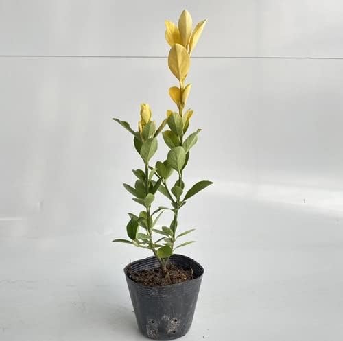 Amazon 本セット オウゴンマサキ 樹高0 3m前後 10 5cmポット おうごんまさき 黄金マサキ 苗 植木 苗木 生垣 目隠し 植木