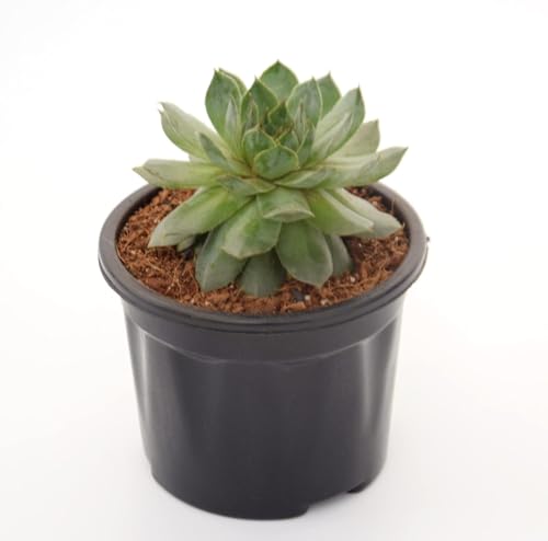 Image of Green Wheel Live Succulent Plant with Pot | Aeonium Tabuliforme Rare Flat Rosette Succulent | Low-Maintenance Indoor Table & Office Decor Plant | Fresh Healthy Live Plant