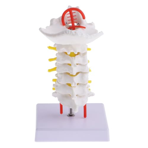 Colonne de cervicale anatomique modèle pédagogique flexible PVC