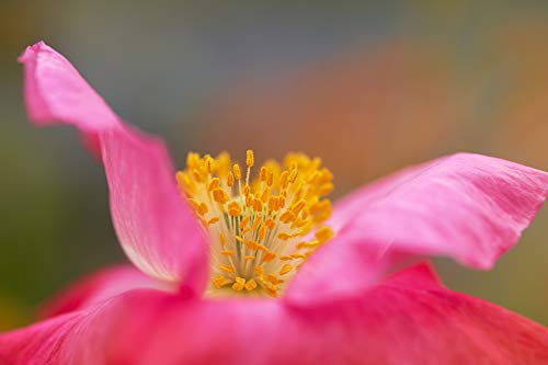 TOKINA TO 1 FIRIN 100 - vue 9