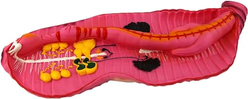 Modèle anatomique de ver de terre modèle biologique éducatif pour labo de sciences