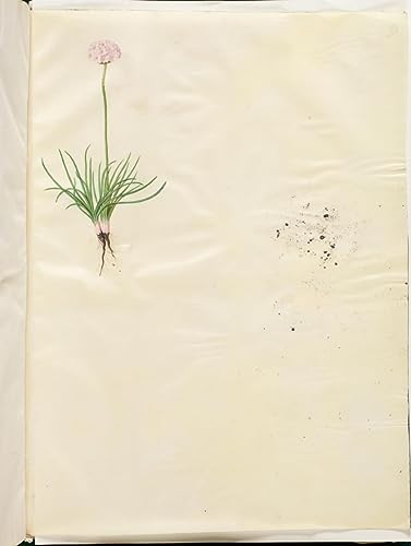 Armeria Maritima poster toile 50x70 de Hans Simon Holtzbecker deco