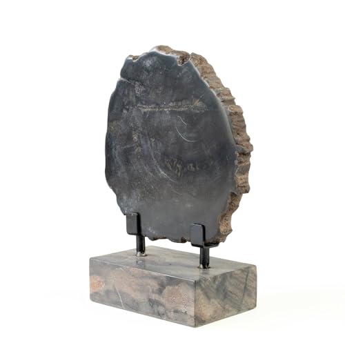KALIFANO Black Petrified Wood Slice on Stand 12
