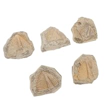 5pcs Natural Trilobite Specimens for Teaching and Decor Unique Ancient Arthropod Models Engaging Learning Tools for Boys and Girls for Collectors and Giving