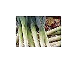 Seeds & Plants Shop by Ipsa