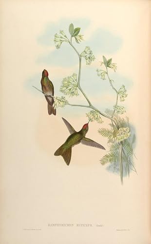 Affiche de Arts John Gould pour créer une ambiance cabinet de curiosités au salon