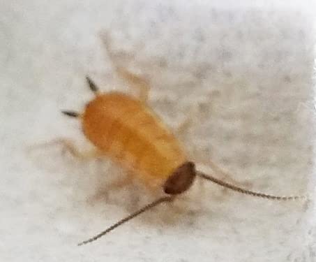 Amazon | レッドローチ トルキスタンゴキブリ エサ用 ゴキブリ