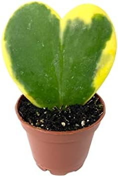 Sweetheart Plant - Variegated Hoya Kerrii Heart - Live Plant in a 2 Inch Pot - Hoya Kerrii - Rare Cactus Succulent from Florida