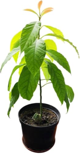 Image of ONE AVOCADO FRUIT PLANT HYBRID ORGANIC OUTDOOR GARDEN LIVE GRAFTING TREE | 24