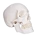 RONTEN Human Skull Model, Skull Anatomy Model, Life Size Replica Medical Anatomy Anatomical Adult Model with Removable Skull Cap and Articulated Mandible, Full Set of Teeth，7.2x4.2x4.95in