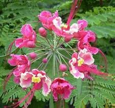Caesalpinia pulcherrima | Pink Peacock Flower | 5 Seeds