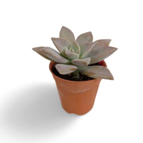 Creative Farmer Succulent Plant Ghost (Graptopetalum Paraguayense) Home Décor|Indoor Plants|Living Room|Air Purifying|Balcony|Decoration|Dining Table|Kitchen - Best Indoor (Healthy Live Plant) (B09K44JSY9) Amazon Price History, Amazon Price Tracker