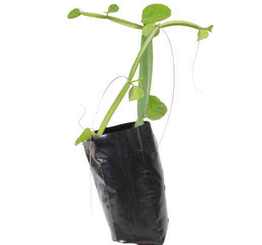 HERBS from HOME Pirandai | Hadjot | Veldt Grape | Adamant Creeper Plant In Polythene Bag (B09WRR4BTB) Amazon Price History, Amazon Price Tracker