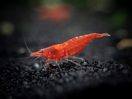 Sakura Red Cherry Shrimp Breeder Combo Pack (Neocaridina Davidi) - 10 Females, 5 Males At 1/2 To 1 Inch Long By Aquatic Arts #TOP5