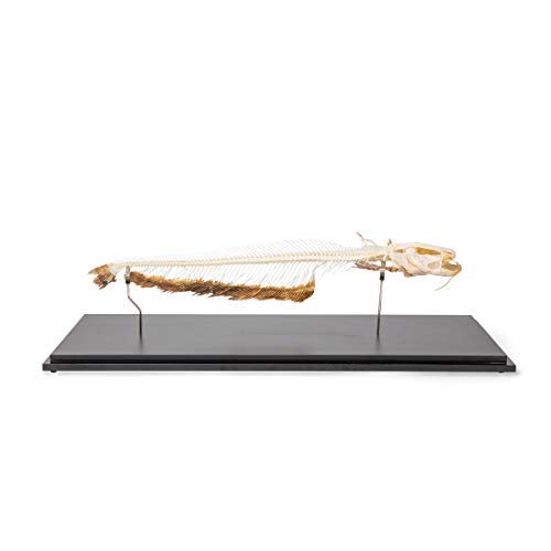 Image of 3B Scientific GmbH T300461 Catfish Skeleton, Articulated