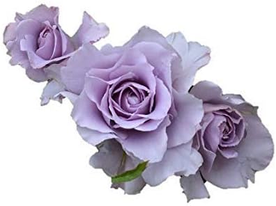 Amazon Co Jp バラ苗 爽 そう 国産大苗裸苗 四季咲き中輪 紫系 河本バラ園 Diy 工具 ガーデン
