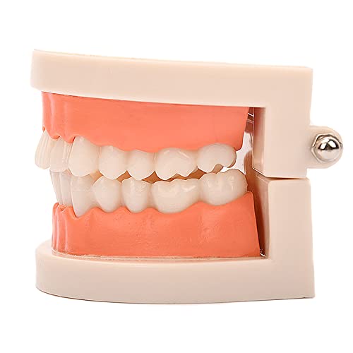 Standard Teeth Model, Yofan Kids Dental Teaching Study Supplies Adult Standard Typodont Demonstration Teeth Model(Without Wisdom Teeth) (Convenient Design,No Need For Wrenches) #TOP2