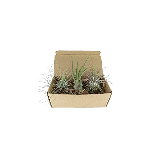 Tillandsias   Pack 3 Unidades   Plantas del Aire Naturales